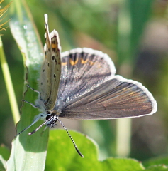 Plebejus
