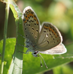 Plebejus