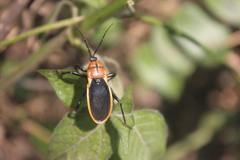 Ectrichodia crux