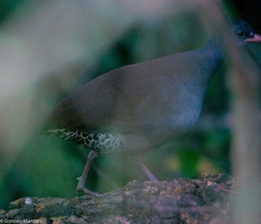 Crypturellus tataupa