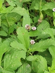 Apinae