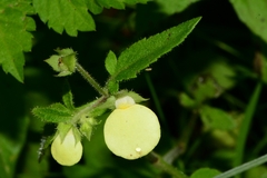 Calceolaria tripartita