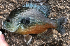 Lepomis megalotis