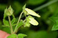 Calceolaria tripartita
