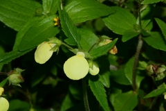Calceolaria tripartita