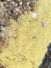 Ceratiomyxa