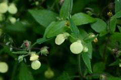 Calceolaria tripartita