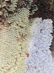 Ceratiomyxa
