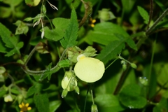 Calceolaria tripartita