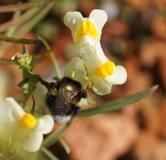 Bombus hortorum
