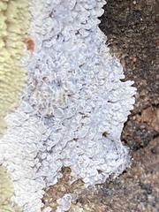 Ceratiomyxa