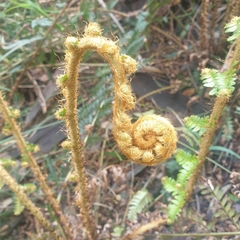 Polystichum proliferum