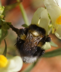 Bombus hortorum