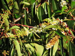 Eristalinus taeniops
