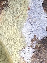 Ceratiomyxa