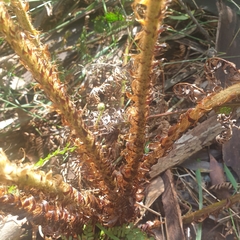 Polystichum proliferum