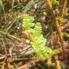 Polystichum proliferum