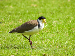 Vanellus miles novaehollandiae