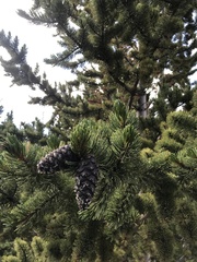Pinus aristata