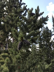 Pinus aristata