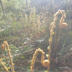 Polystichum proliferum