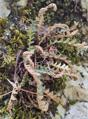 Asplenium ceterach
