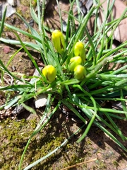 Moraea fugacissima
