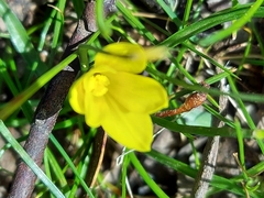 Moraea fugacissima