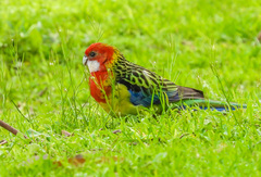 Platycercus eximius