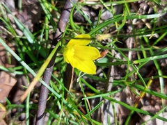 Moraea fugacissima