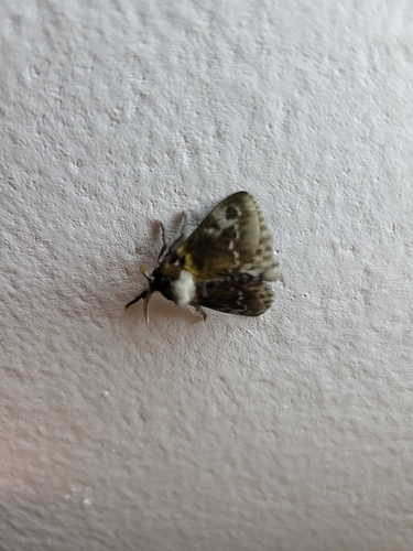 Podalia habitus