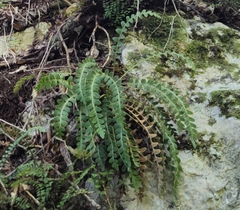 Asplenium ceterach