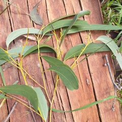 Eucalyptus regnans
