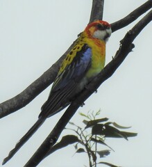 Platycercus eximius x adscitus