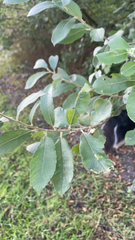 Salix cinerea