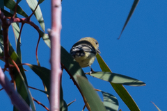 Spinus psaltria