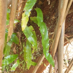 Microsorum pustulatum