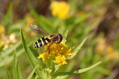 Syrphus opinator