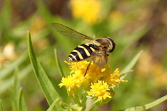 Syrphus opinator