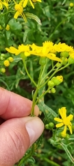 Senecio cardaminifolius
