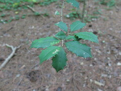 Ilex opaca