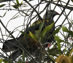 Ptilinopus magnificus