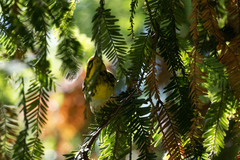 Setophaga townsendi