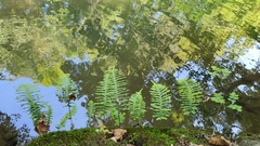 Polypodium interjectum