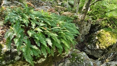 Polypodium interjectum