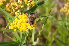 Eristalis nemorum