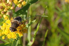 Eristalis nemorum
