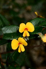 Platylobium parviflorum