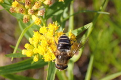 Eristalis nemorum