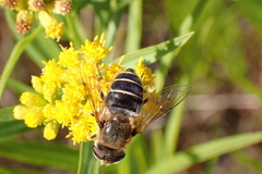 Eristalis nemorum